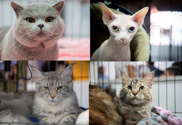 EXPOPET 2025 SE SUMA A LA CONMEMORACIÓN DEL DÍA MUNDIAL DEL GATO CON UNA CELEBRACIÓN FELINA INOLVIDABLE