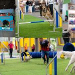 EXPOPET ABRIRÁ SUS PUERTAS EN CORFERIAS DEL 13 AL 17 DE AGOSTO PARA LAS FAMILIAS INTERESPECIE