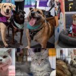 EN EXPOPET, 101 PERROS Y GATOS RESCATADOS DEL ABANDONO ESPERAN ENCONTRAR UN HOGAR RESPONSABLE