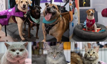 EN EXPOPET, 101 PERROS Y GATOS RESCATADOS DEL ABANDONO ESPERAN ENCONTRAR UN HOGAR RESPONSABLE