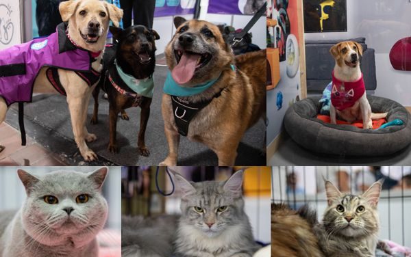EN EXPOPET, 101 PERROS Y GATOS RESCATADOS DEL ABANDONO ESPERAN ENCONTRAR UN HOGAR RESPONSABLE