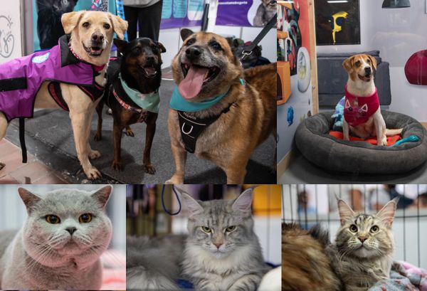 EN EXPOPET, 101 PERROS Y GATOS RESCATADOS DEL ABANDONO ESPERAN ENCONTRAR UN HOGAR RESPONSABLE