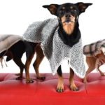CASOS DE ÉXITO DE LA INDUSTRIA PET LLEGARÁN A EXPOPET 2026 COMO PROTAGONISTAS DE LA MUESTRA COMERCIAL