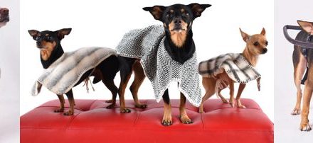 CASOS DE ÉXITO DE LA INDUSTRIA PET LLEGARÁN A EXPOPET 2026 COMO PROTAGONISTAS DE LA MUESTRA COMERCIAL
