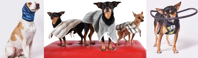CASOS DE ÉXITO DE LA INDUSTRIA PET LLEGARÁN A EXPOPET 2026 COMO PROTAGONISTAS DE LA MUESTRA COMERCIAL