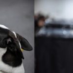 EXPOPET Y LA ALCALDÍA DE BOGOTÁ REUNIRÁN AYUDAS PARA LOS ANIMALES VÍCTIMAS DEL TERREMOTO EN COLOMBIA