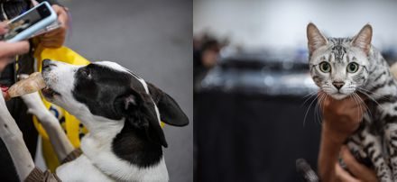 EXPOPET Y LA ALCALDÍA DE BOGOTÁ REUNIRÁN AYUDAS PARA LOS ANIMALES VÍCTIMAS DEL TERREMOTO EN COLOMBIA