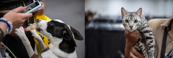 EXPOPET Y LA ALCALDÍA DE BOGOTÁ REUNIRÁN AYUDAS PARA LOS ANIMALES VÍCTIMAS DEL TERREMOTO EN COLOMBIA