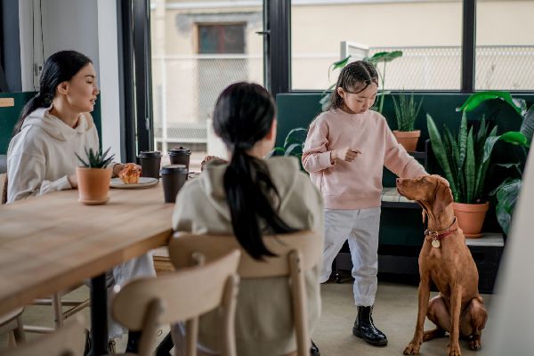 JORNADA DE ADOPCIÓN DE PERROS Y GATOS EN BOGOTÁ: CONOZCA CUÁNDO, CÓMO Y LOS REQUISITOS