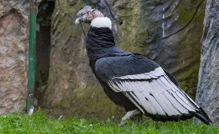INTER BOGOTÁ Y LA FUNDACIÓN PARQUE JAIME DUQUE SE UNEN PARA AYUDAR A QUE EL CÓNDOR ANDINO VUELVA A VOLAR
