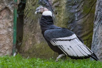 INTER BOGOTÁ Y LA FUNDACIÓN PARQUE JAIME DUQUE SE UNEN PARA AYUDAR A QUE EL CÓNDOR ANDINO VUELVA A VOLAR