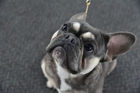 ACOGE EN CASA A UN AMIGO INCONDICIONAL EN LAS JORNADAS DE ADOPCIÓN DE EXPOPET COLOMBIA 2022