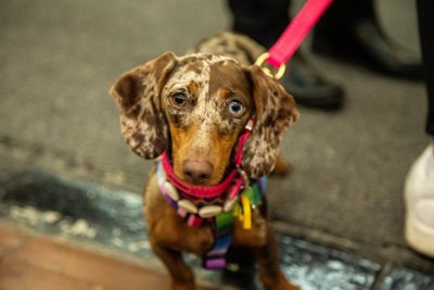 ¿SABE CUÁNTO GASTAN LOS HOGARES COLOMBIANOS EN SUS MASCOTAS?
